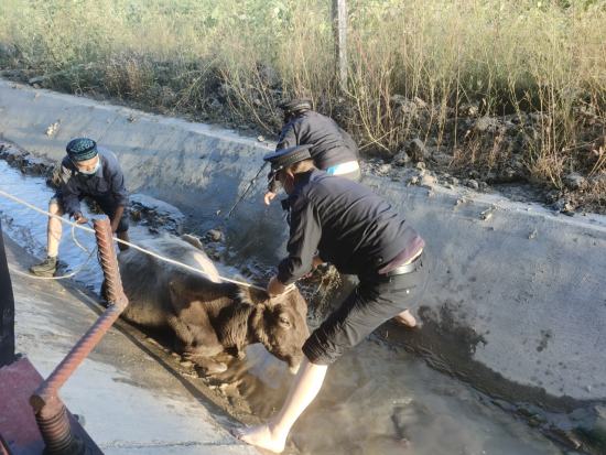 百日行动丨牛哞哞母子找水被困渠中 民警营救使“牛”劲